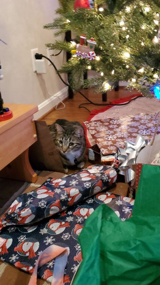Polly the tabby cat next to wrapped presents under the Christmas tree