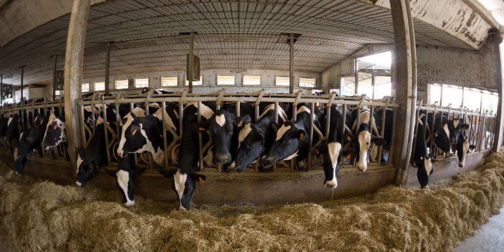 The EPA Must Do Its Job and Regulate Factory Farms | Common Dreams