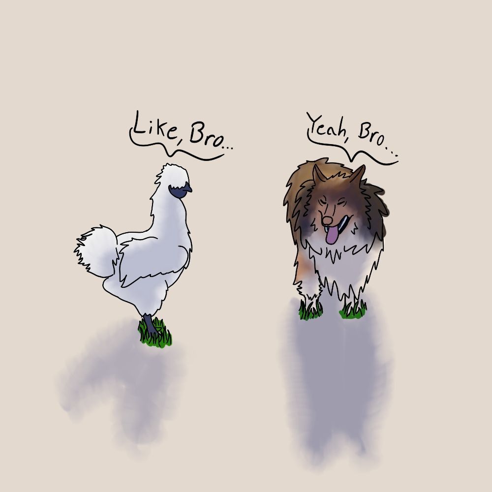 Drawing of a silkie chicken facing a sheltie dog. 