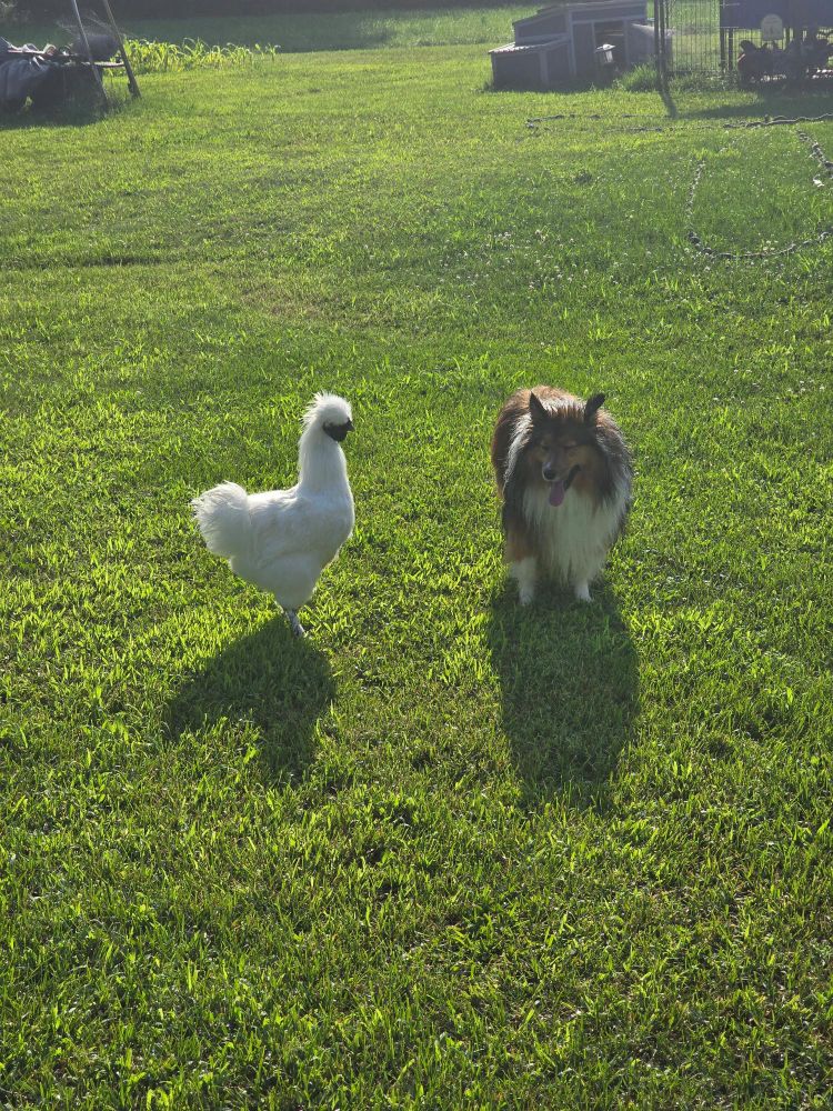 Photo of a silkie chicken facing a sheltie dog.
