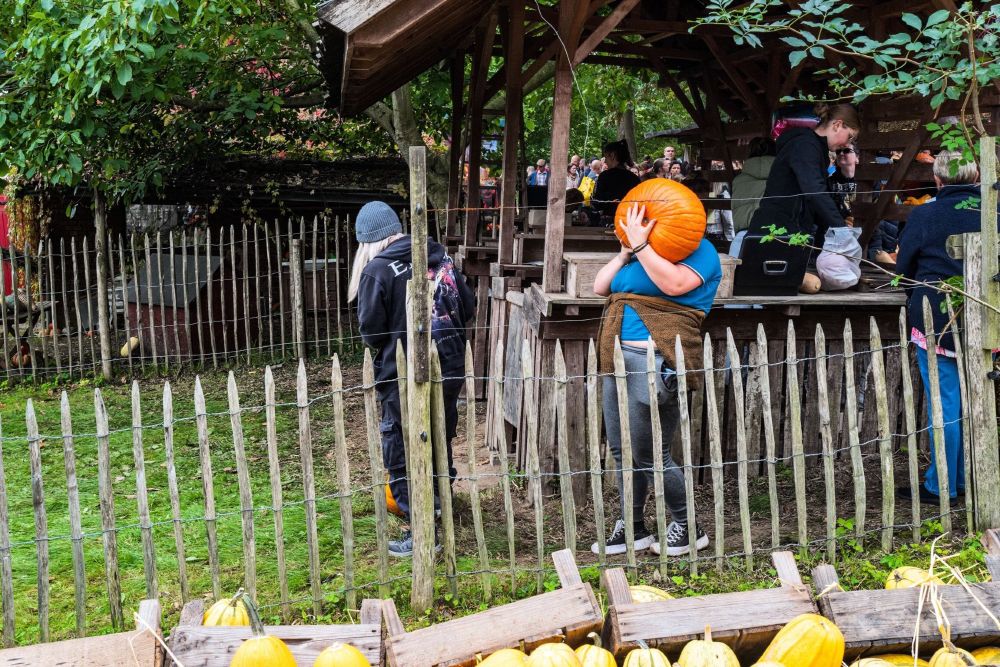 A woman in the pumpkin market transporting a huge pumpkin which hides her face completely