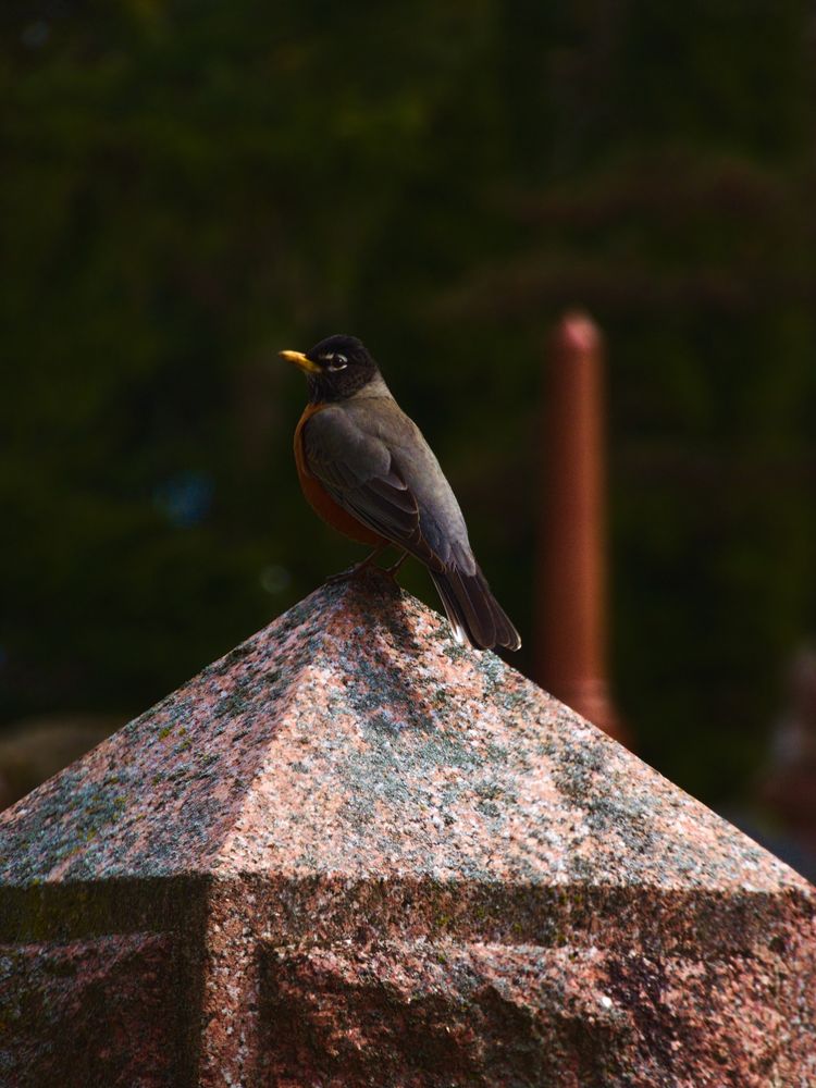 A bird perched atop a headstone in a historic graveyard.