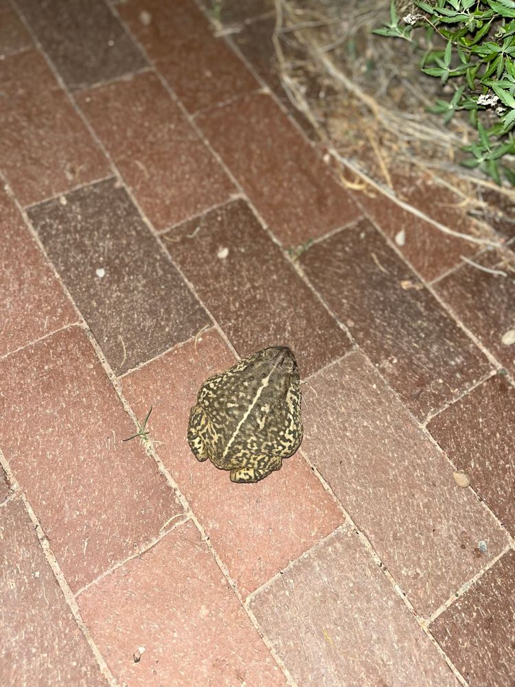 A toad w flash 