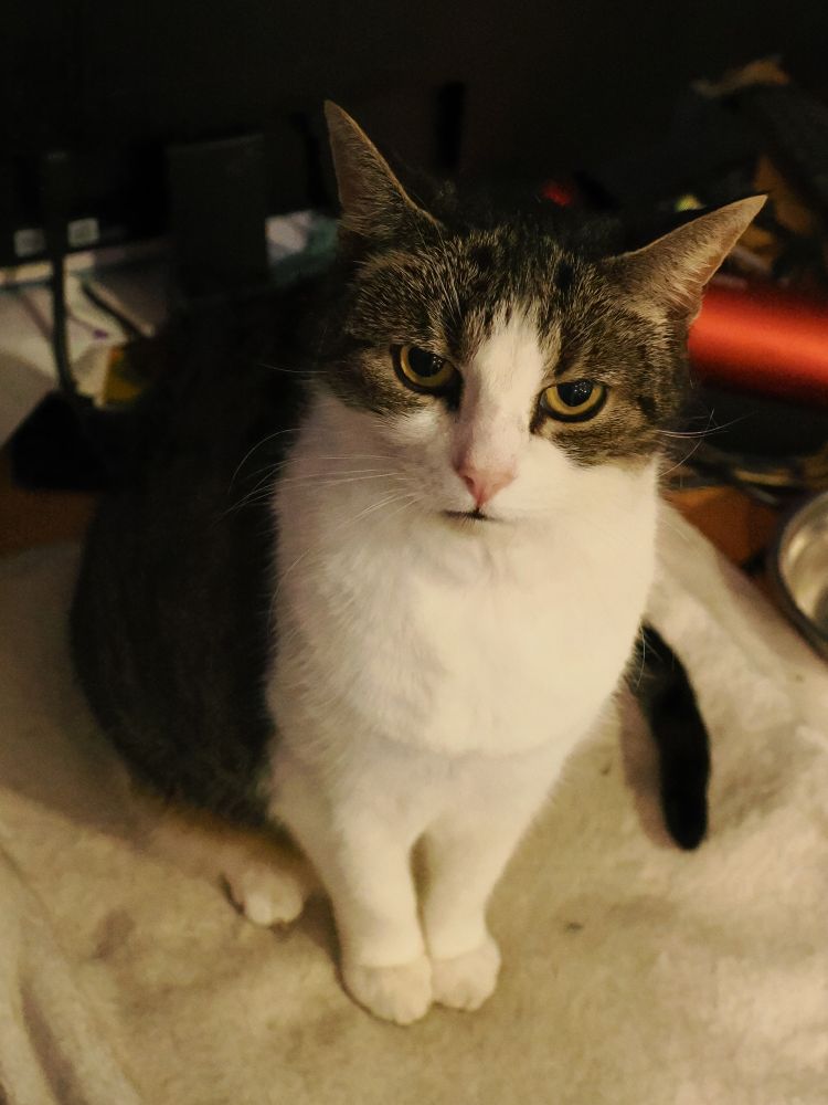 Summer, a tabby and white cat, looking disapproving.