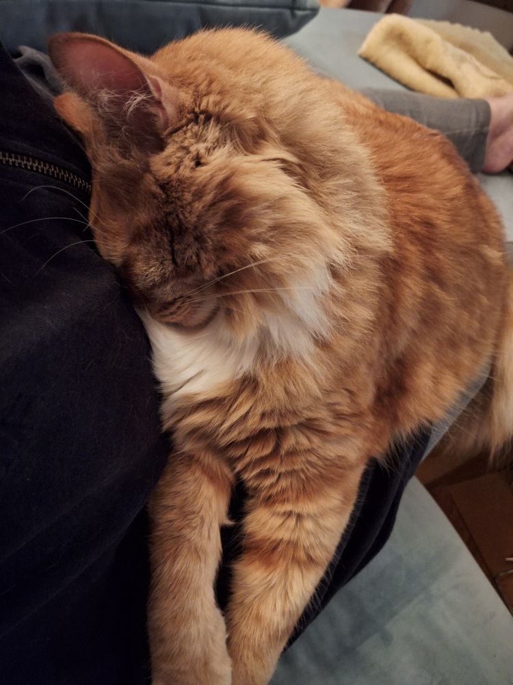 Cat on a lap, burying his face against the person