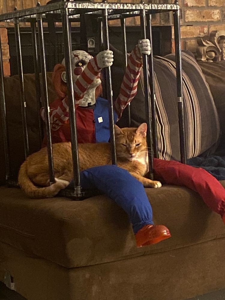 Orange cat sits inside a fake jail cell on the lap of a creepy clown toy