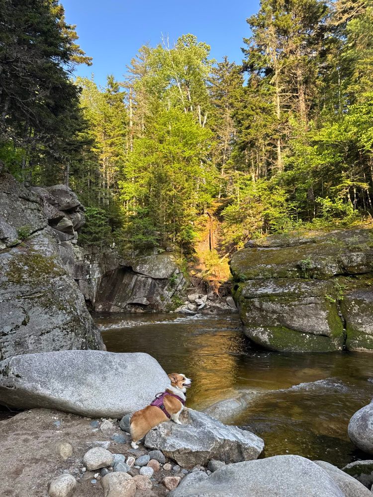 A Corgi smiling by a mountain stream in New Hampshire.