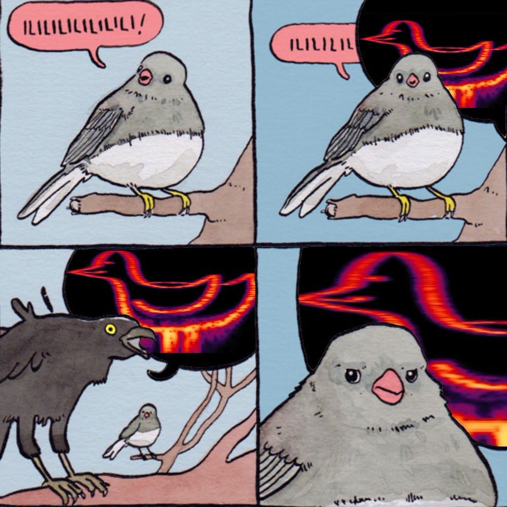 A four panel comic originally made by falseknees, edited by me. A junco bird sits on a tree branch singing “ILILILILILILI” in the first panel. In the second panel, the bird keeps signing but a large speech bubble with a spectrograph image depicting a simple drawing of a bird interrupts the junco. In the next panel, a crow is nearby shouting out a speech bubble with a spectrograph image depicting a simple bird. In the last panel the junco has an annoyed look on its face while the crow keeps shouting.