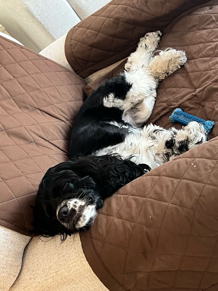 Dog sleeping