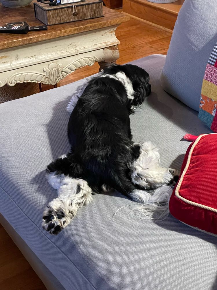 Dog sploot 