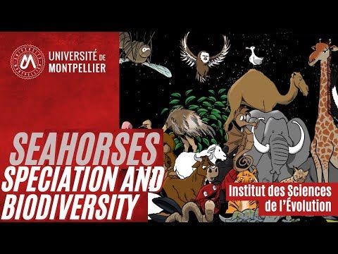 Seahorses, Speciation and Biodiversity