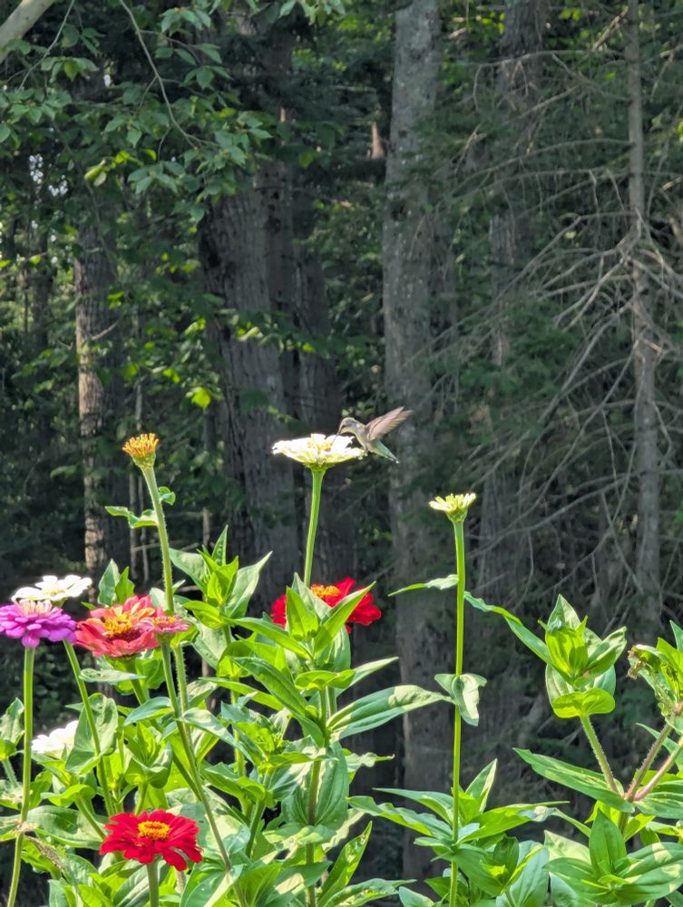hummingbird feeding on zinnia