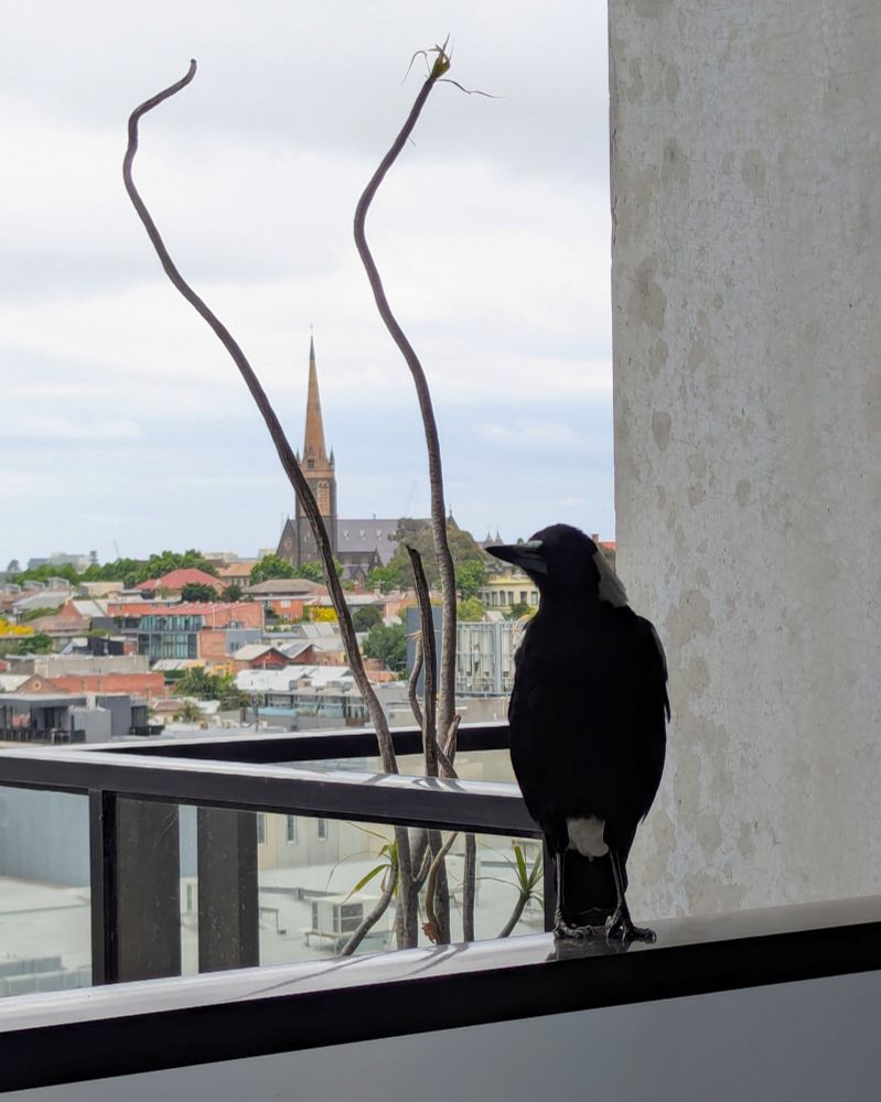 My neighbourhood Magpie, Magnus.