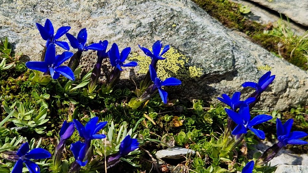 Gentiana, but which species?