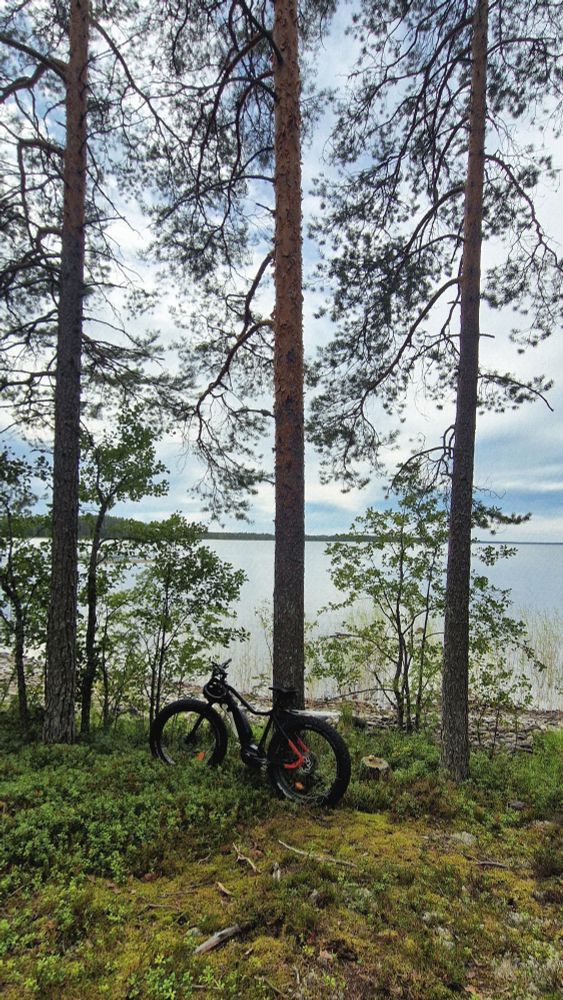Läskipyörä nojallaan mäntyä vasten varvikossa, taustalla järvi