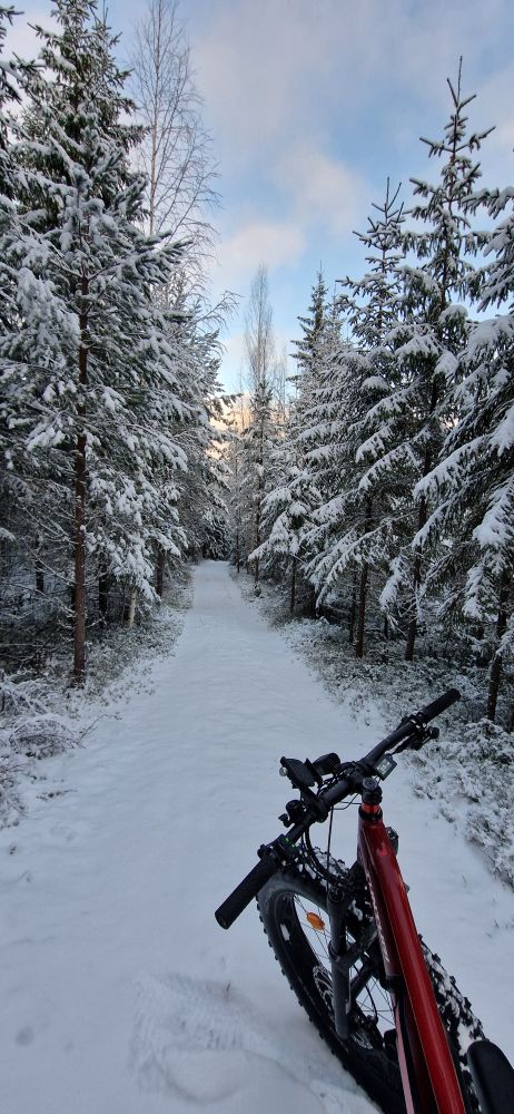 Läskipyörän keula lumisten kuusien reunustamalla metsätiellä. 