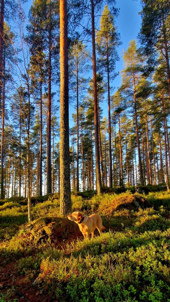 Keltainen labradorinnoutaja seisoo ja haistelee ilmaa aurinkoisessa ja vihreässä mäntymetsässä 