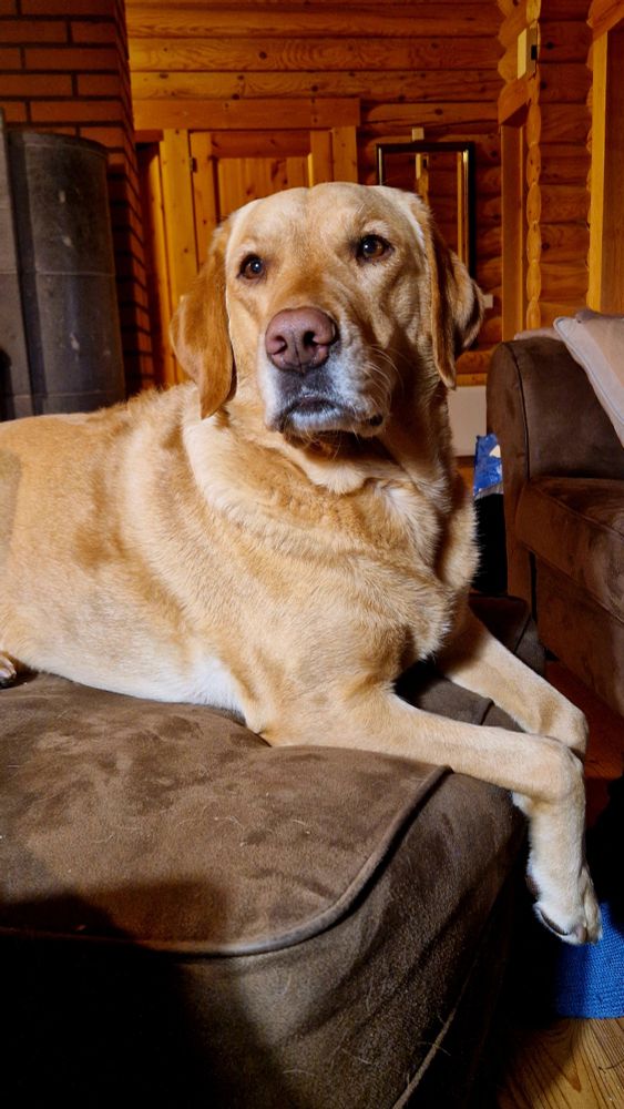 Keltainen labradori makaa isolla ruskealla rahilla, etutadsut roikkuu laidan yli. 