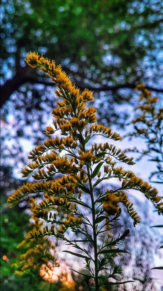 A goldenrod stem rises against a blurred backdrop of trees and sky as the last light of sunset colors the horizon.