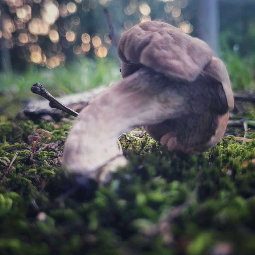 Close-up of a bent mushroom on moss with blurred golden bokeh in the background