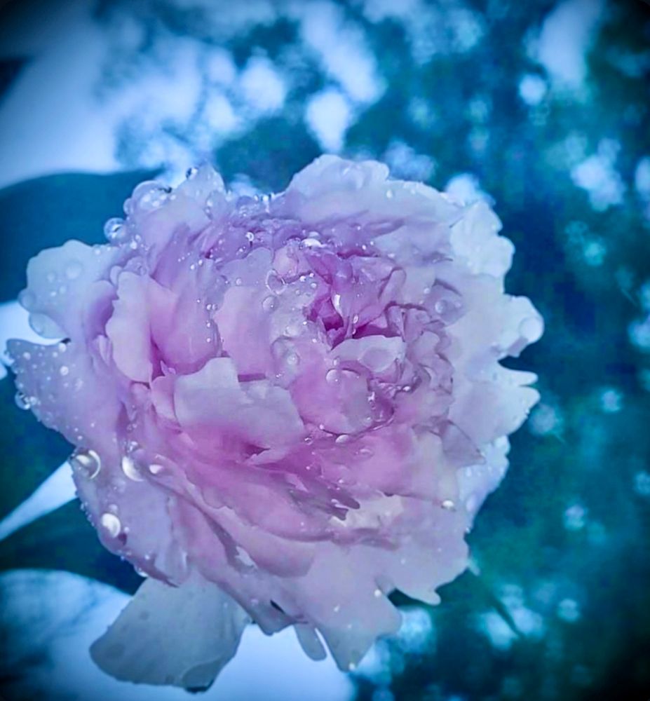 Close-up of a soft pink peony covered in raindrops, with a dark, blurred background of trees and cloudy sky.