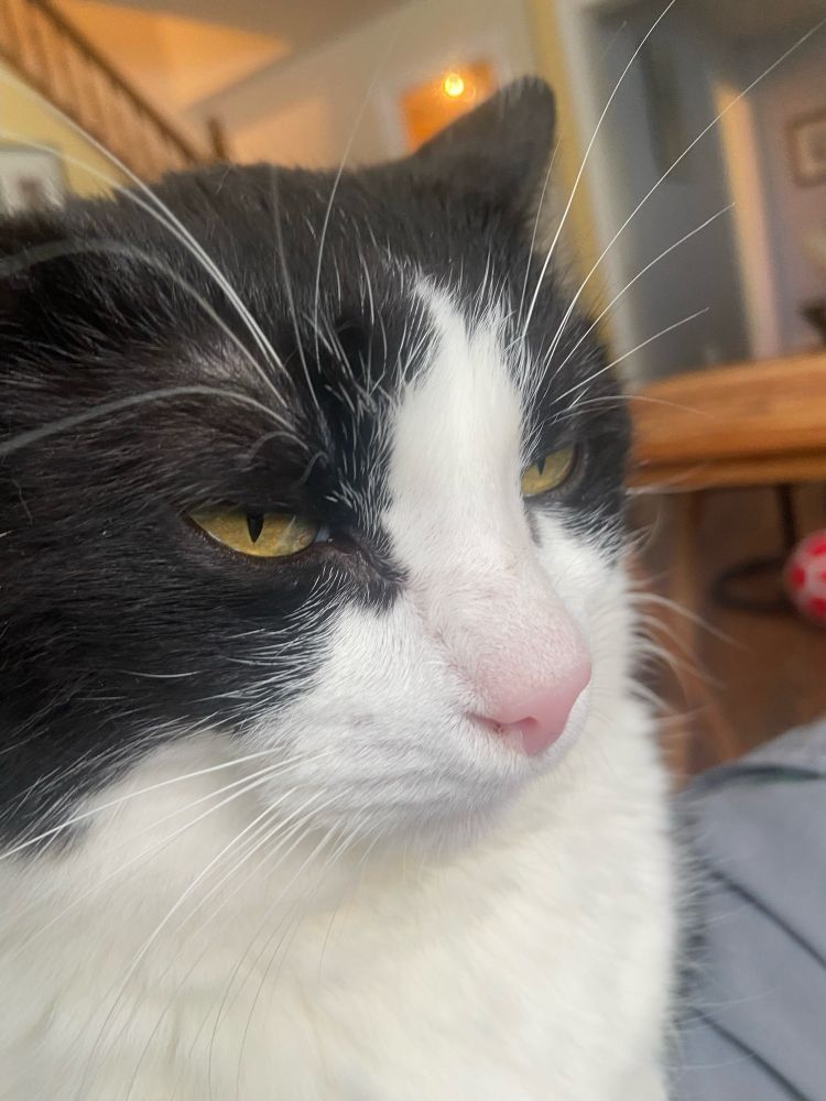 Head-shot of a sleepy looking tuxedo cat with a pink nose