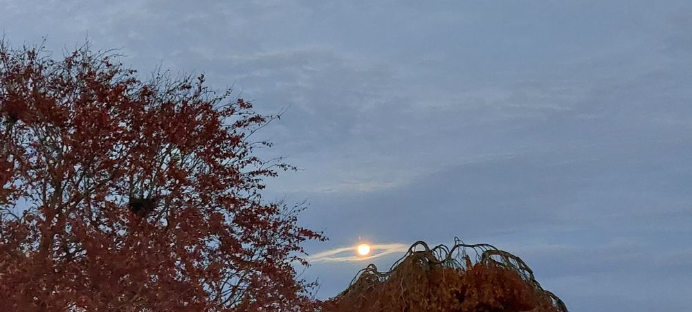 Der "Supermond" ziemlich klein in der Abenddämmerung, im Vordergrund Baumwipfel. Durch die Formation der Wolken ist ein heller ovaler Kreis um den Mond.