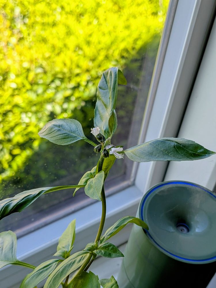 basil propagation starting to reproduce near window and humidifier