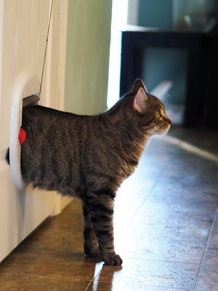 Tabby stands
 front half through cat door 