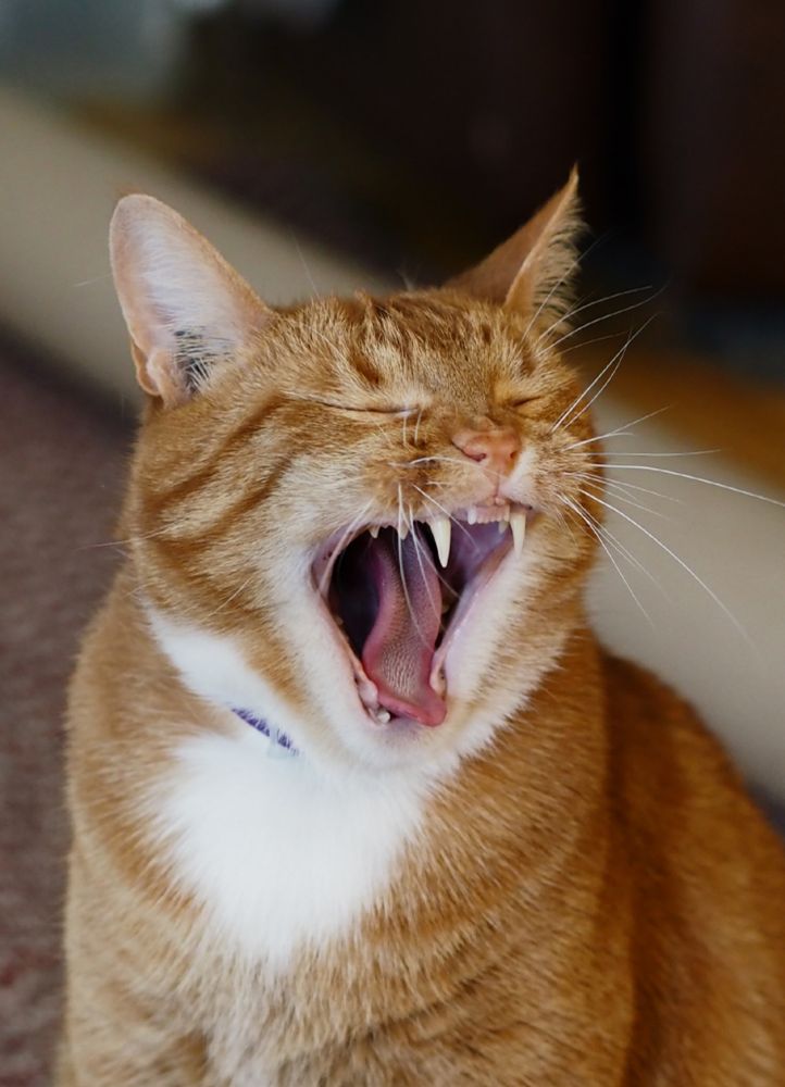 Orange tabby yawns looks like he's screaming 