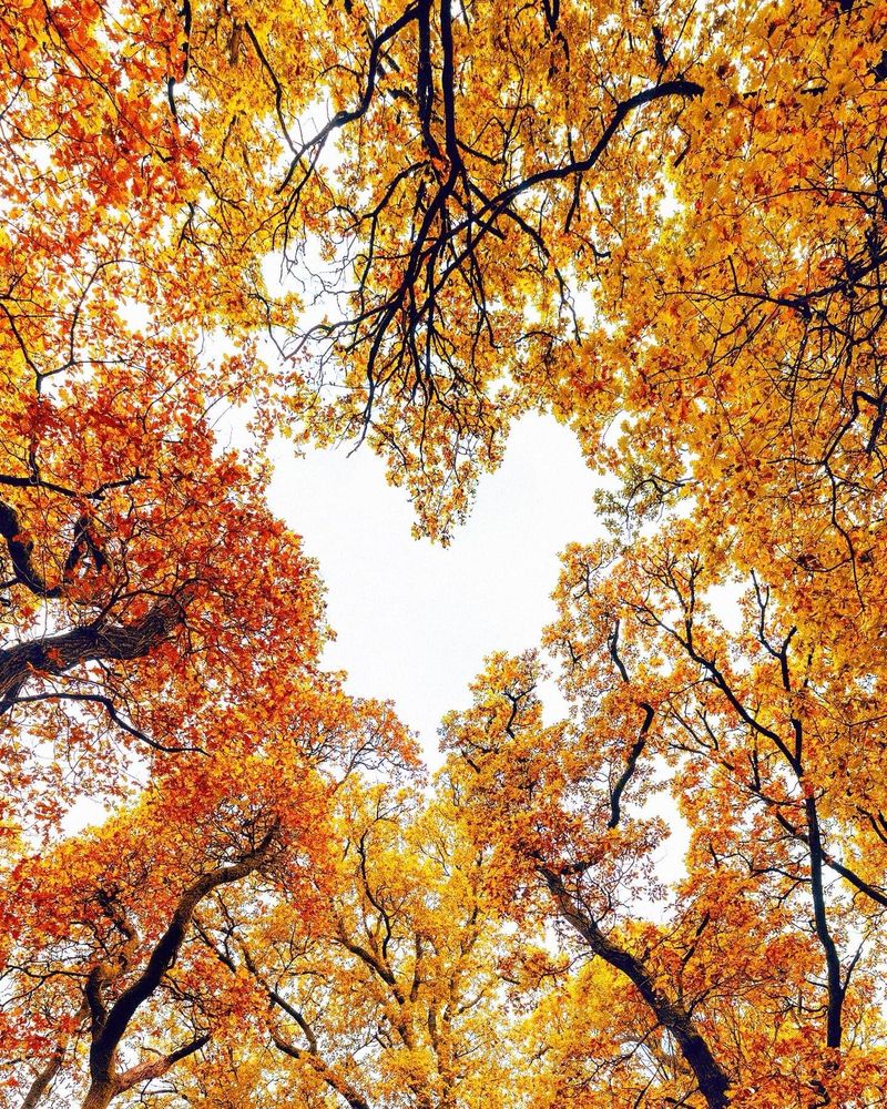 Picture of the tops of trees in their autumnal colours of orange and gold. Picture taken from the ground looking up which shows the sky in the shape of a heart between the tree tops. 