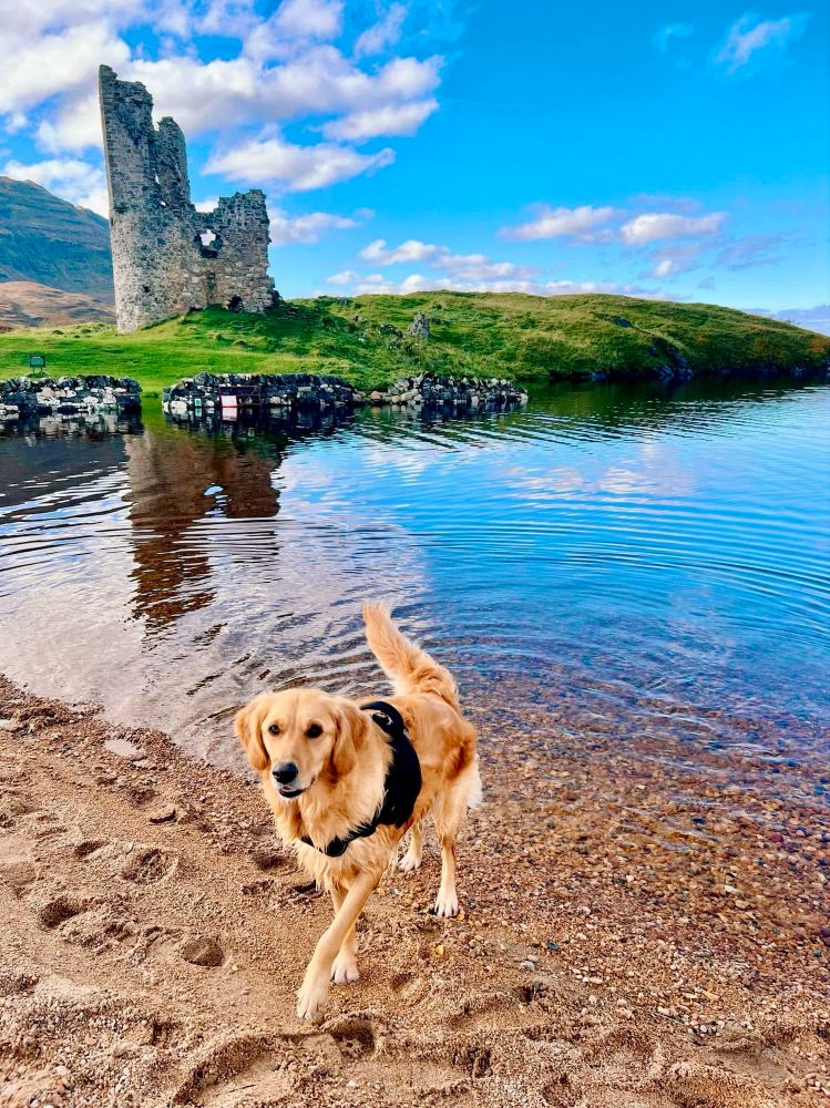 Celebrating Gracie the Golden Retriever on International Dog Day. She’s photographed beside Loch Assynt, with the remains of Ardvreck Castle in the background. Blue skies and x reflection of the castle in the water. 