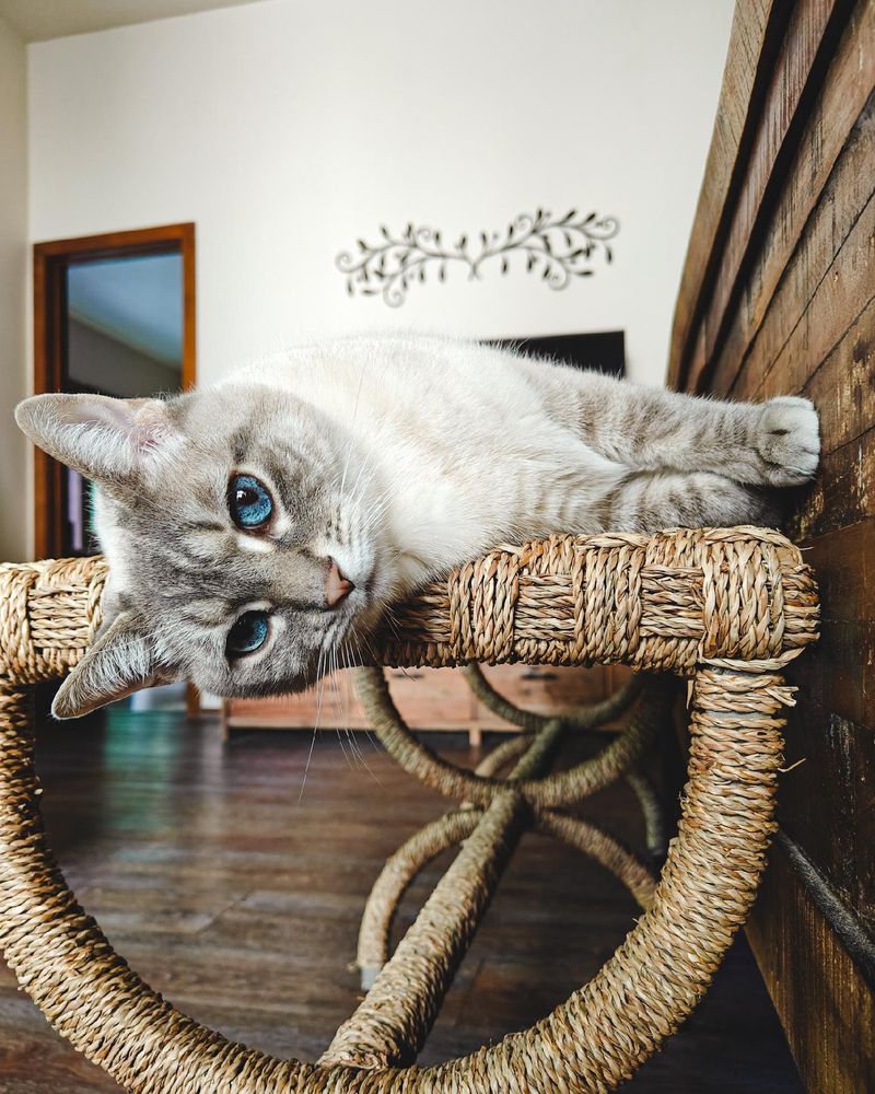 A cat with very blue eyes sprawled on his side on a wicker bench.