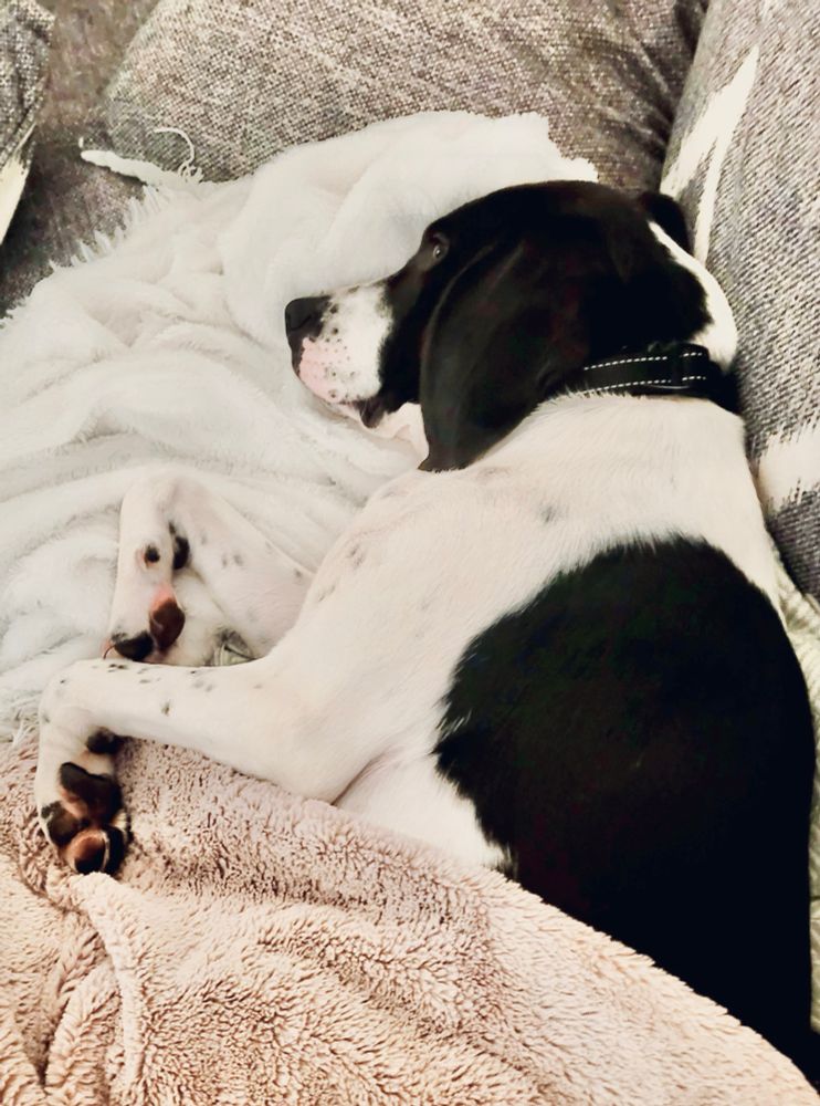Dog sleeping on couch under blanket. 