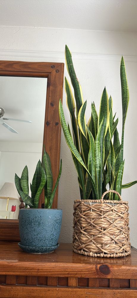 Photo of various outdoor plants