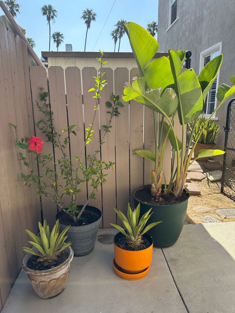 Photo of various outdoor plants