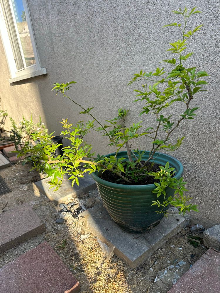 Photo of various outdoor plants