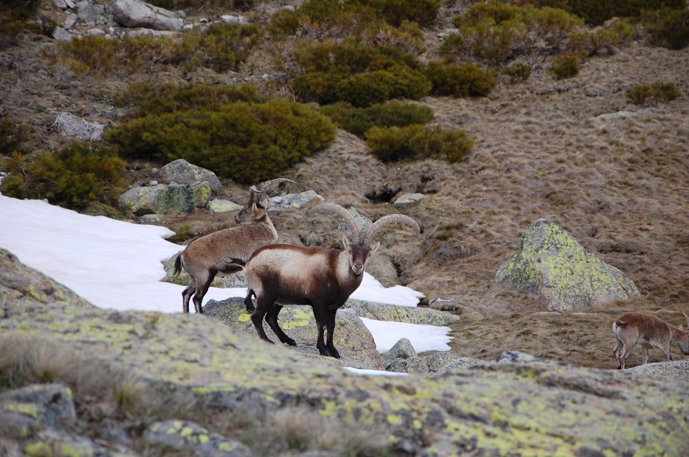 Capra pyrenaica males in Sierra de Gredos. Photo by Daniel Gambra (@gambrachrysaetos)