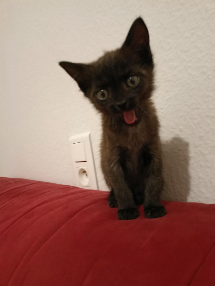 Chaton noir en train de bailler, on voit sa langue rose. Il est assis sur le dessus d'un canapé rouge. Derrière lui, un mur blanc, une prise de courant et un interrupteur.