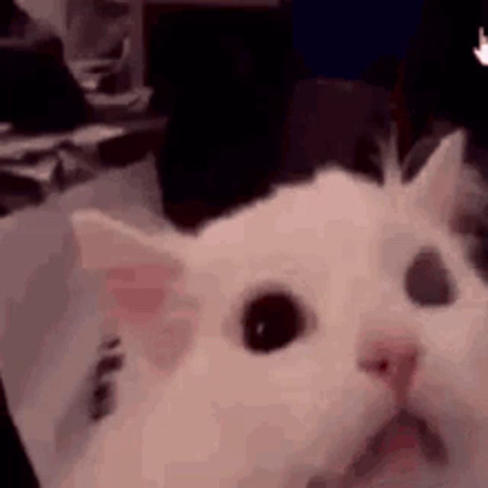 a white cat with a surprised look on its face is sitting on a table .