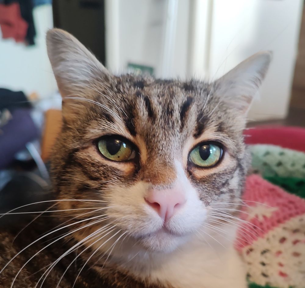A tabby and white cat with green eyes glaring at the viewer. 