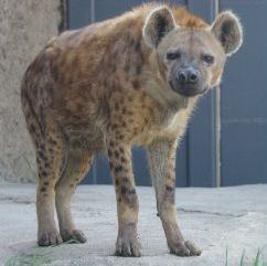 a scuffed-looking hunched back hyena with slightly closed eyes and of unknown emotion or intention