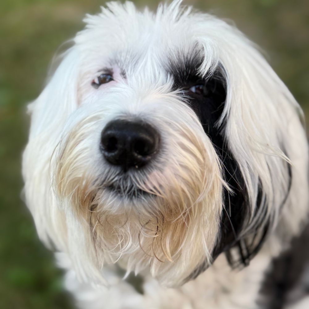 Middle-aged Tibetan Terrier scoffing at the humans.
