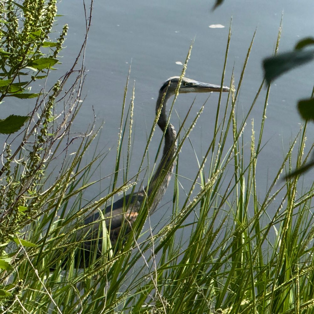 Great Blue Heron in Providence, RI.