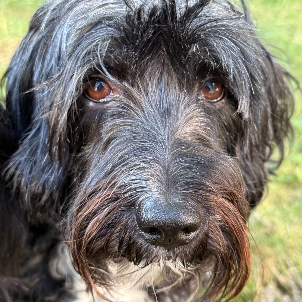 Middle-aged Tibetan Terrier asking what’s the meaning of all this?