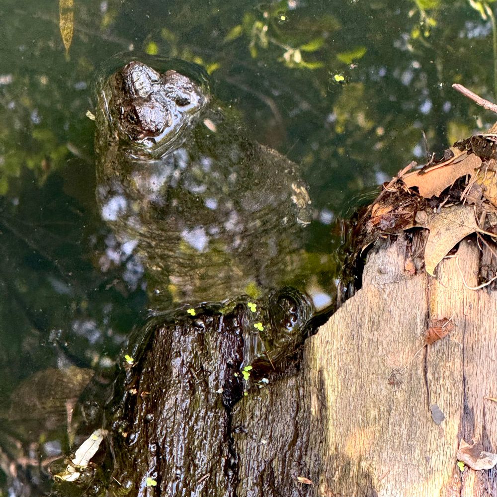 Snapping Turtle in Providence, RI.