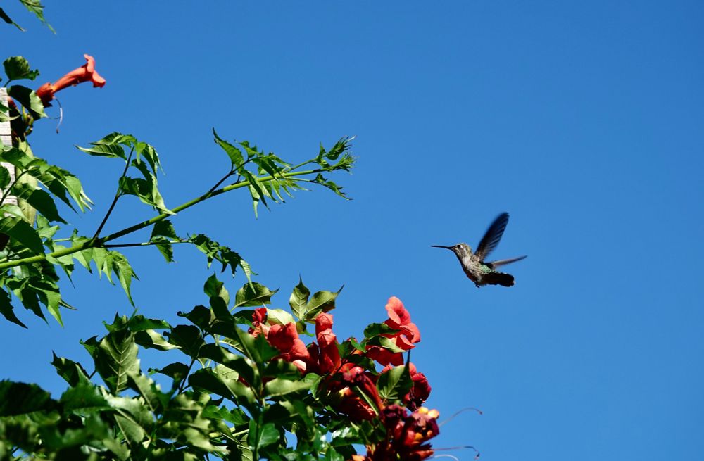 Juvenile Anna's hummingbird in profile flying in to the trumpet vine flowers for breakfast, its wings back and up. Deep blue sky. Trumpet vine flowers are orange-red, a single one top left, a cluster, low center.