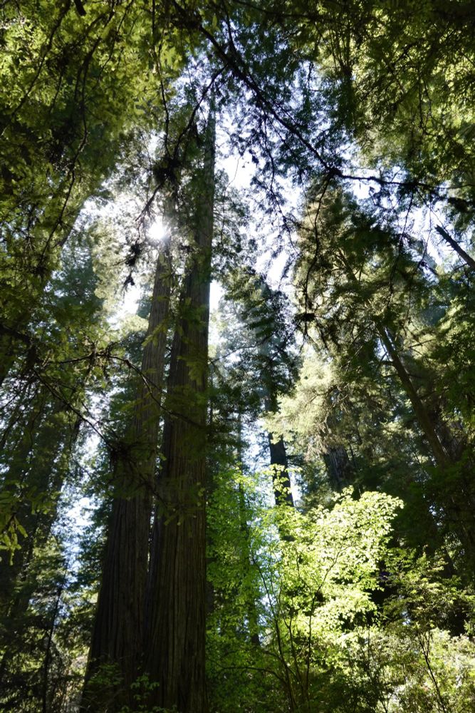 Looking up in a redwood forest, sun peeking through. Lots of light and shadow.