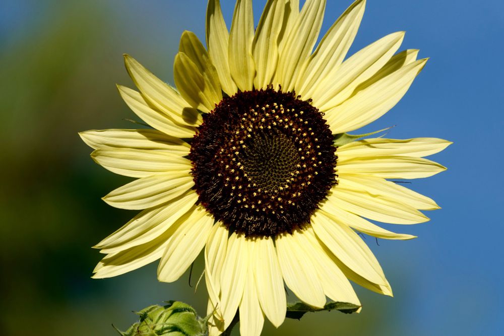 Classic sunflower, very dark center with a 'dotted' ring in star-shaped markings in pale yellow. Blurred greenery on left, blue sky on right.