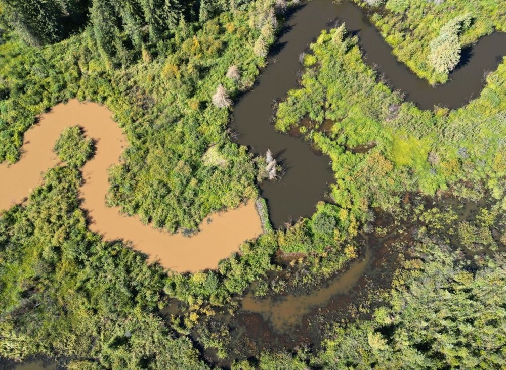 Image is of a meandering river. Half way along is a beaver dam. The waters before the dam are discoloured with soils sediment. After the dam the waters are clear.